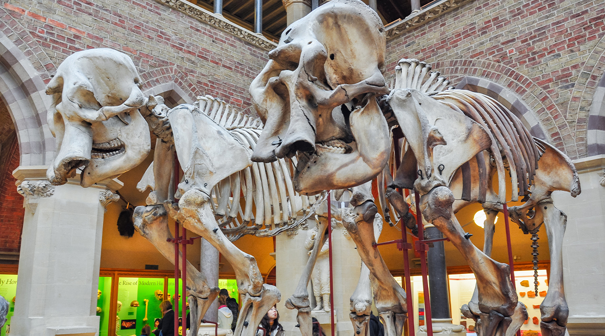 Personnes regardant les vitrines du musée ainsi que deux squelettes d’animaux préhistoriques en premier plan